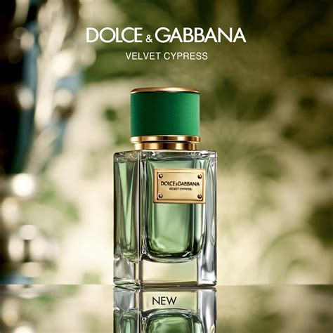 dolce and gabbana velvet cypress buy|Velvet Cypress by Dolce & Gabbana » Reviews & Perfume Facts.